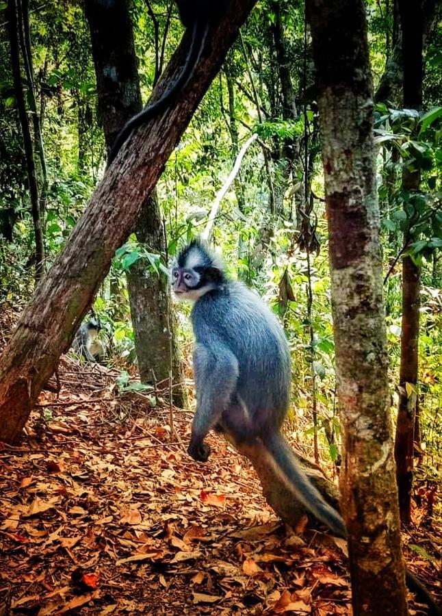 Etalauser Jungle Gate Ecoresort ブキットラワン エクステリア 写真